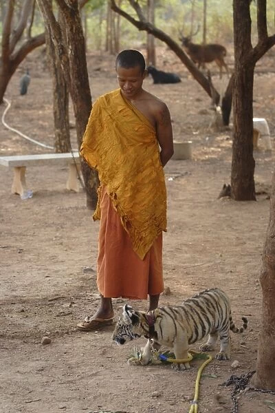 Buddhist monk watches over a tiger cub at Tiger Temple