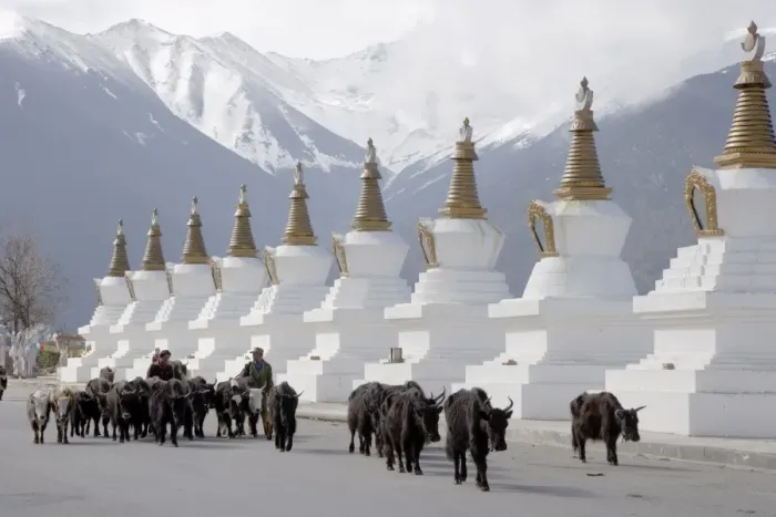 Framed Print : Buddhist stupas, Deqin, called Shangri-La, on the Tibetan Border, Shangri-La region Framed Print : Buddhist stupas, Deqin, called Shangri-La, on the Tibetan Border, Shangri-La region