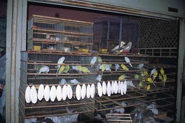 Budgerigars for sale