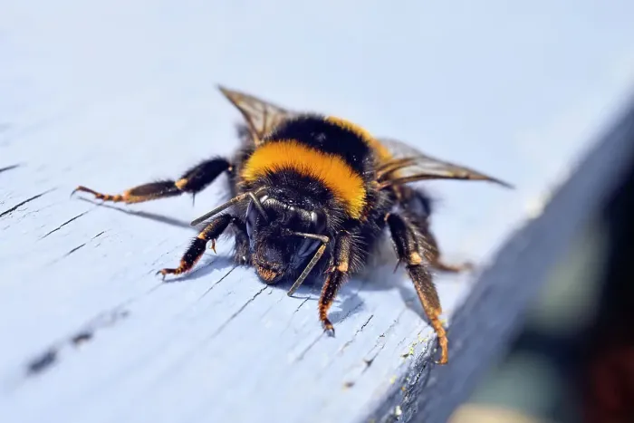 Framed Print : Buff-tailed bumblebee (Bombus terrestris), France, Europe Framed Print : Buff-tailed bumblebee (Bombus terrestris), France, Europe