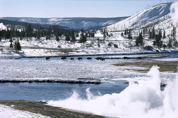 Buffalo beside Firehole River in winter in Midway geothermal basin