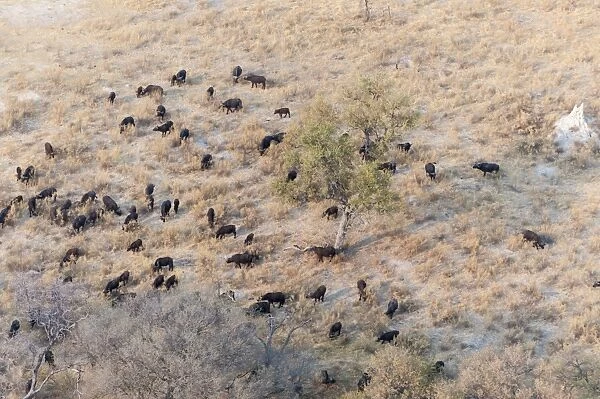 Buffalo herd (Syncerus caffer), aerial view of Okavango delta, Botswana, Africa