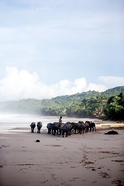 Buffalo herders on the beach in Sumba, Indonesia, Southeast Asia, Asia