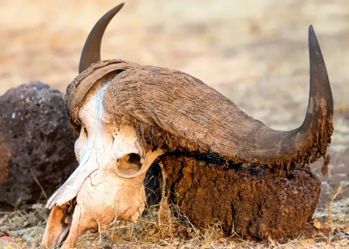 Framed Print : Buffalo skull, Okavango Delta, Botswana, Africa Framed Print : Buffalo skull, Okavango Delta, Botswana, Africa