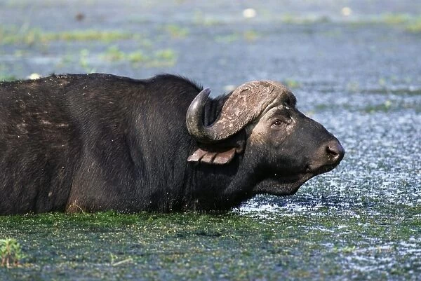Buffalo, Syncerus caffer