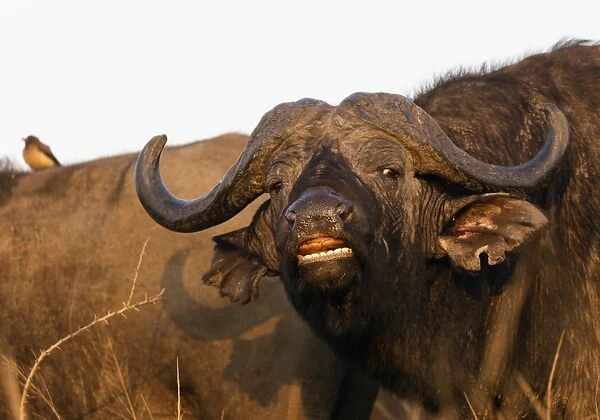Buffalo (Syncerus caffer), Hluhluwe-Imfolozi Park, Kwazulu-Natal, South Africa, Africa