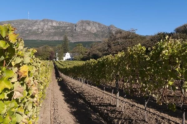 Buitenverwachting Wine Farm, Constantia, Cape Province, South Africa, Africa