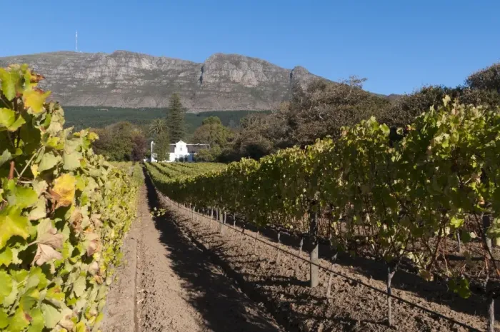 Framed Print : Buitenverwachting Wine Farm, Constantia, Cape Province, South Africa, Africa Framed Print : Buitenverwachting Wine Farm, Constantia, Cape Province, South Africa, Africa