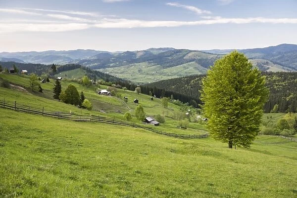 Bukovina Region (Bucovina) landscape at Paltinu, Romania, Europe