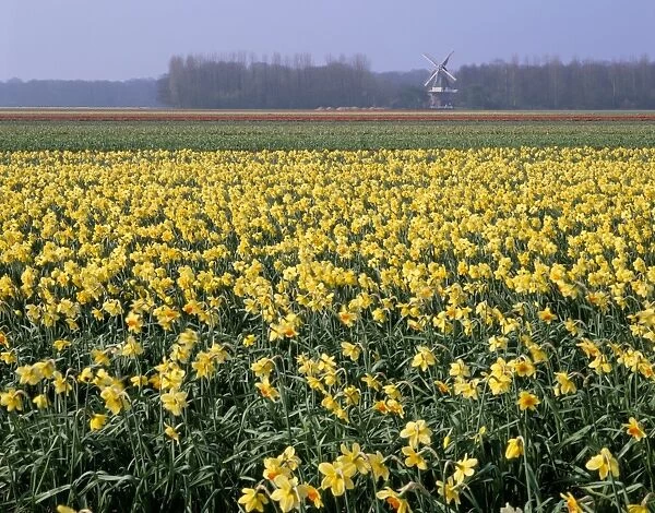 Bulbfields of daffodils and windmill in distance