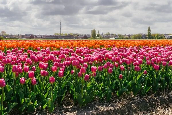 Bulbfields famous for colourful tulips, Lisse, The Netherlands, Europe