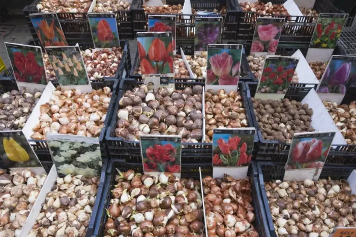 Framed Print : Bulbs for sale in Bloemenmarkt flower market, Amsterdam, Netherlands, Europe Framed Print : Bulbs for sale in Bloemenmarkt flower market, Amsterdam, Netherlands, Europe