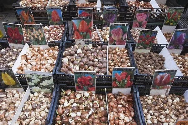 Bulbs for sale in Bloemenmarkt flower market, Amsterdam, Netherlands, Europe