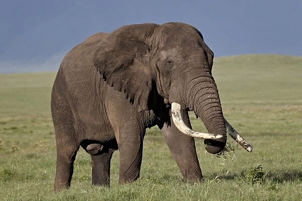 Bull African elephant (Loxodonta africana), Ngorongoro Crater, Tanzania, East Africa, Africa