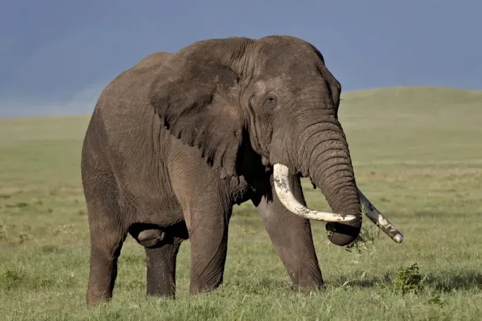 Framed Print : Bull African elephant (Loxodonta africana), Ngorongoro Crater, Tanzania, East Africa, Africa Framed Print : Bull African elephant (Loxodonta africana), Ngorongoro Crater, Tanzania, East Africa, Africa