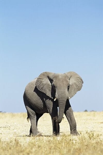 Bull African elephants