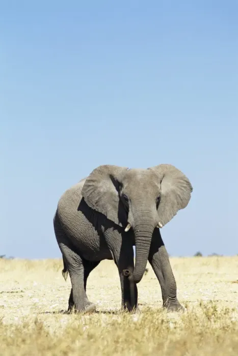 Framed Print : Bull African elephants Framed Print : Bull African elephants