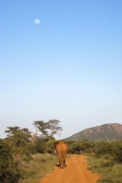 Bull elephant (Loxodonta africana) walking off, Madikwe Reserve, North West Province, South Africa, Africa