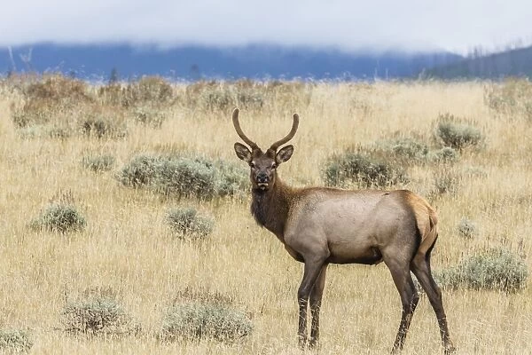 Bull elk (Cervus canadensis) with antlers in velvet, Yellowstone National Park, UNESCO World Heritage Site, Wyoming, United States of America, North America