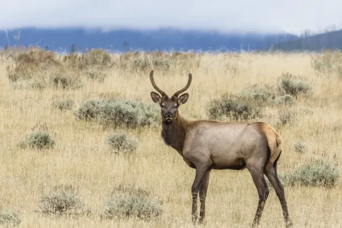 Framed Print : Bull elk (Cervus canadensis) with antlers in velvet, Yellowstone National Park, UNESCO World Heritage Site, Wyoming, United States of America, North America Framed Print : Bull elk (Cervus canadensis) with antlers in velvet, Yellowstone National Park, UNESCO World Heritage Site, Wyoming, United States of America, North America