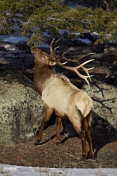 Bull elk (Cervus canadensis) eating pine needles, Yellowstone National Park, Wyoming, United States of America, North America