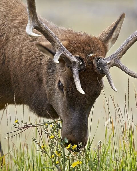Bull elk (Cervus canadensis) eating yellow wildflowers, Jasper National Park, Alberta, Canada, North America