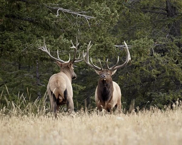 Two bull elk (Cervus canadensis) facing off during the rut, Jasper National Park, Alberta, Canada, North America