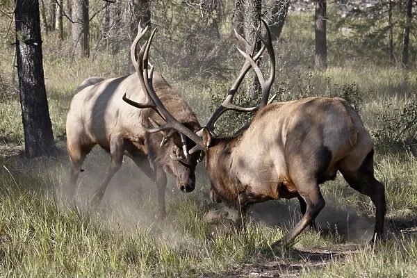 Two bull Elk (Cervus canadensis) fighting, Jasper National Park, Alberta