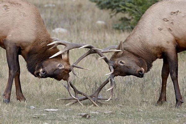 Two bull Elk (Cervus canadensis) fighting, Jasper National Park, Alberta