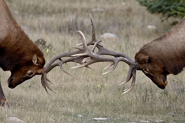 Two bull elk (Cervus canadensis) fighting, Jasper National Park, Alberta