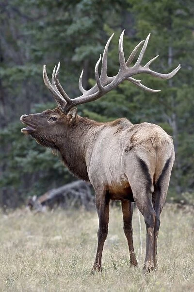 Bull Elk (Cervus canadensis) with the Flehmen response during the rut, Jasper National Park