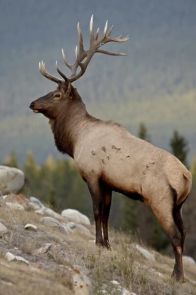 Bull elk (Cervus canadensis), Jasper National Park, UNESCO World Heritage Site