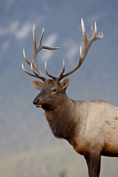 Bull elk (Cervus canadensis), Jasper National Park, Alberta, Canada, North America