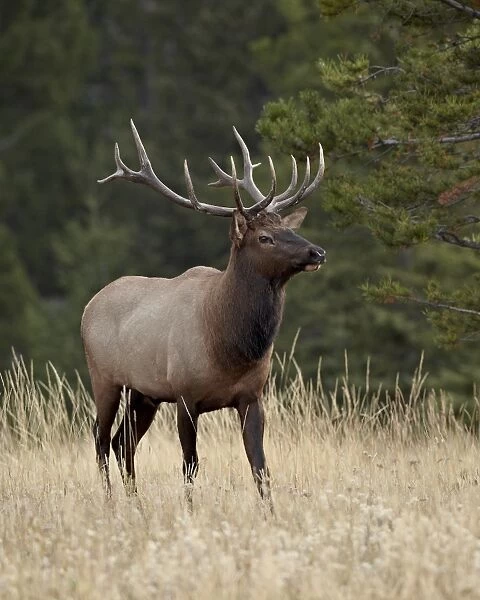 Bull elk (Cervus canadensis), Jasper National Park, Alberta, Canada, North America