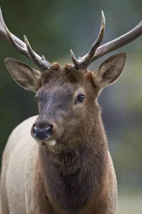 Framed Print : Bull elk (Cervus canadensis), Jasper National Park, Alberta, Canada, North America Framed Print : Bull elk (Cervus canadensis), Jasper National Park, Alberta, Canada, North America