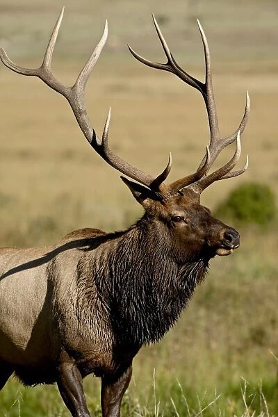Bull elk (Cervus canadensis), Rocky Mountain National Park, Colorado, United States of America