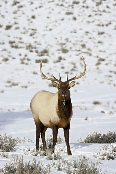 Bull elk (Cervus canadensis) in snow