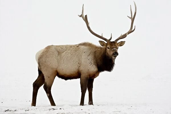 Bull Elk (Cervus canadensis) in snow, Yellowstone National Park, Wyoming