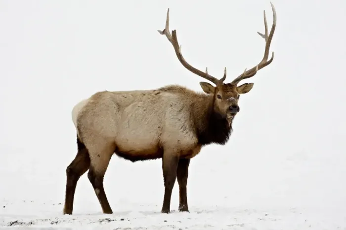Framed Print : Bull Elk (Cervus canadensis) in snow, Yellowstone National Park, Wyoming Framed Print : Bull Elk (Cervus canadensis) in snow, Yellowstone National Park, Wyoming