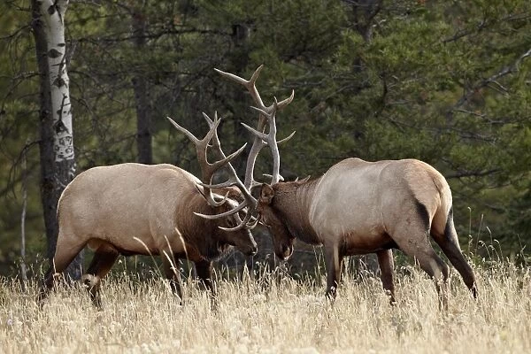 Two bull elk (Cervus canadensis) sparring during the rut, Jasper National Park