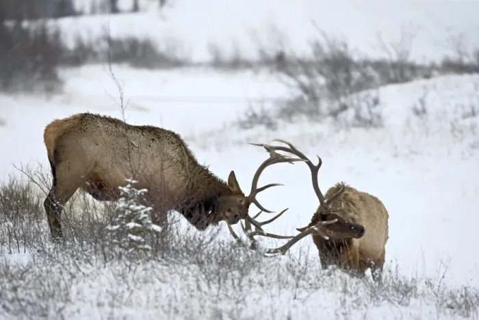 Framed Print : Two bull elk (Cervus canadensis) sparring in the snow, Jasper National Park Framed Print : Two bull elk (Cervus canadensis) sparring in the snow, Jasper National Park