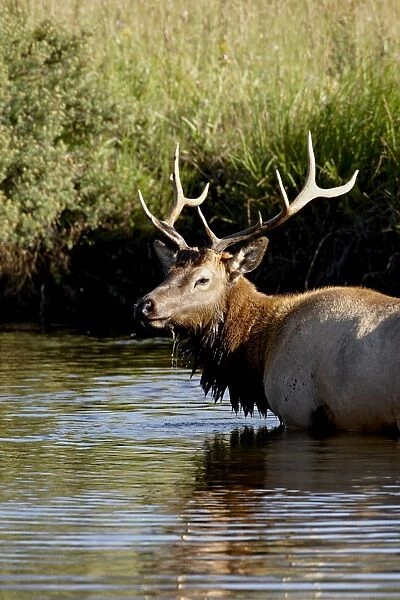 Bull elk (Cervus canadensis) standing in a stream, Rocky Mountain National Park