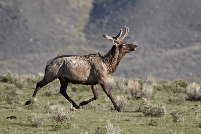 Framed Print : Bull elk (Cervus canadensis) in velvet running, Yellowstone National Park, Wyoming, United States of America, North America Framed Print : Bull elk (Cervus canadensis) in velvet running, Yellowstone National Park, Wyoming, United States of America, North America