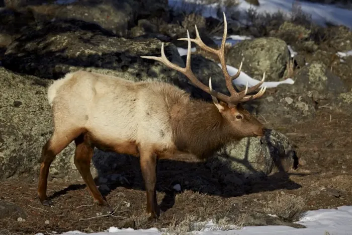 Framed Print : Bull elk (Cervus canadensis), Yellowstone National Park, UNESCO World Heritage Site, Wyoming, United States of America, North America Framed Print : Bull elk (Cervus canadensis), Yellowstone National Park, UNESCO World Heritage Site, Wyoming, United States of America, North America