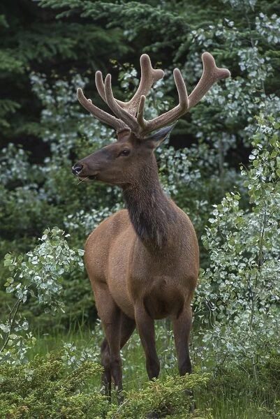 Bull Elk with velvet covered antlers in Jasper National Park, UNESCO World Heritage Site