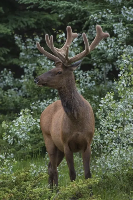 Framed Print : Bull Elk with velvet covered antlers in Jasper National Park, UNESCO World Heritage Site Framed Print : Bull Elk with velvet covered antlers in Jasper National Park, UNESCO World Heritage Site