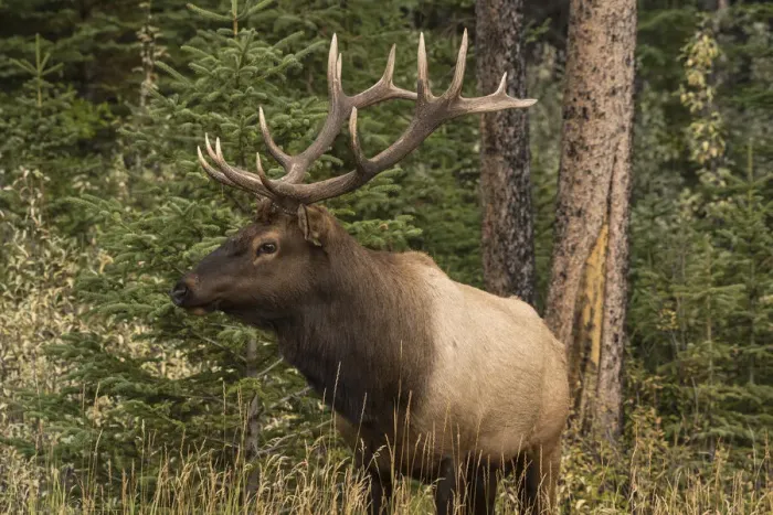Framed Print : Bull Elk (Wapiti), Banff National Park, UNESCO World Heritage Site, Alberta Framed Print : Bull Elk (Wapiti), Banff National Park, UNESCO World Heritage Site, Alberta