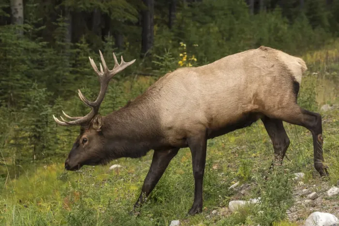 Framed Print : Bull Elk (Wapiti), Banff National Park, UNESCO World Heritage Site, Alberta Framed Print : Bull Elk (Wapiti), Banff National Park, UNESCO World Heritage Site, Alberta
