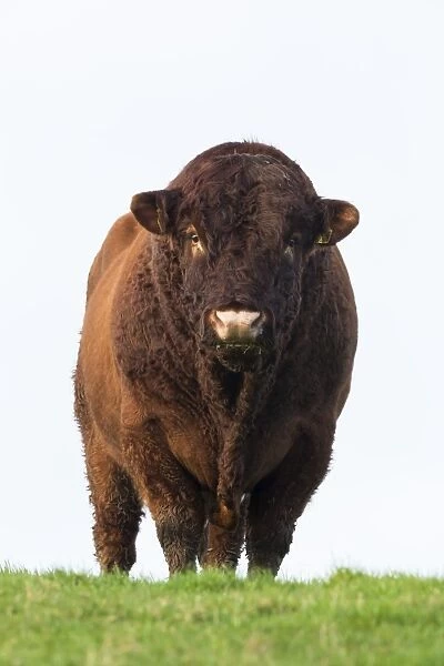 Bull in farmers field, Islay, Scotland, United Kingdom, Europe