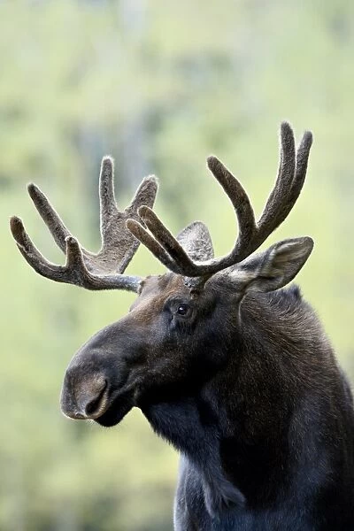 Bull moose (Alces alces), Roosevelt National Forest, Colorado, United States of America